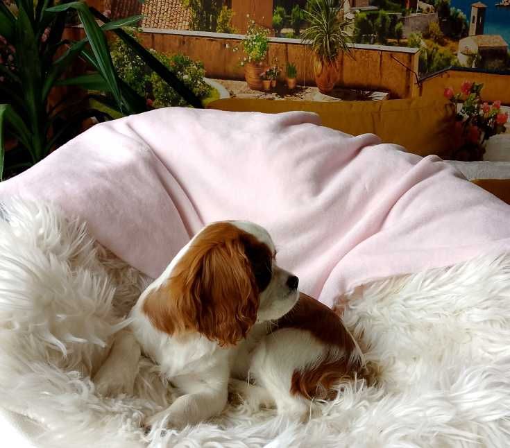 Cavalier King Charles Spaniel dziewczynka