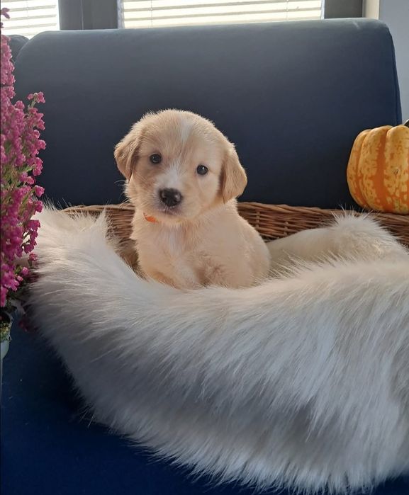 Golden Retriever-domowa hodowla