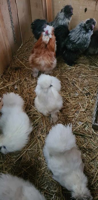 Jaja lęgowe silka USA