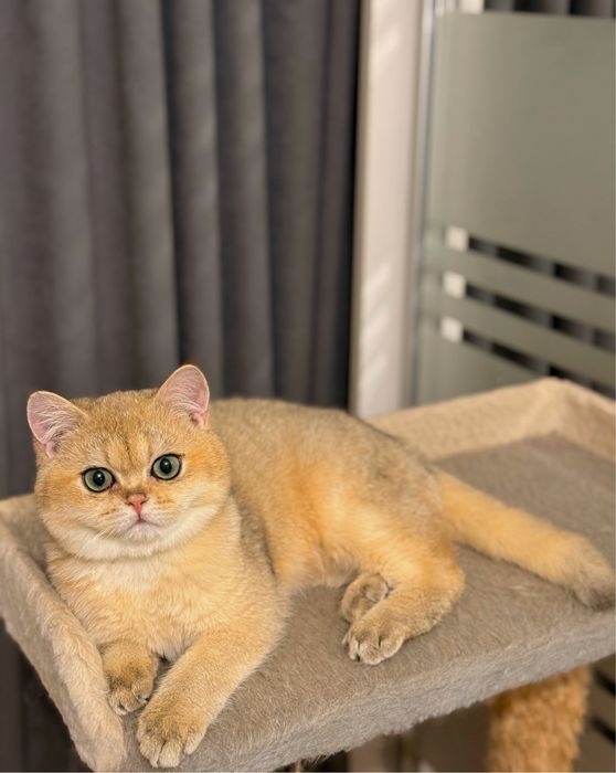 Шикарный мальчик золотая шиншилла