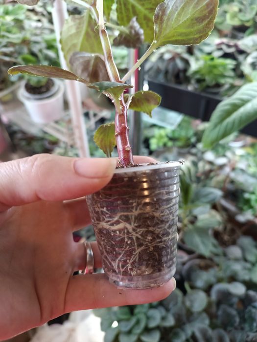 Бальзамін махровий