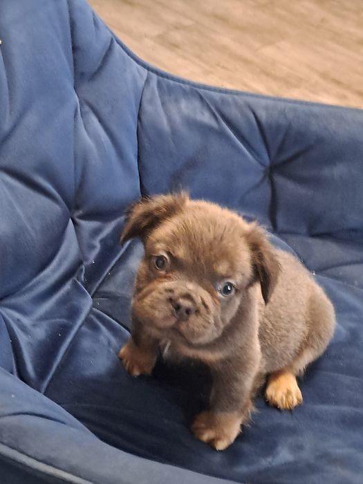 Szczeniak buldog francuski piesek blue tan flufy