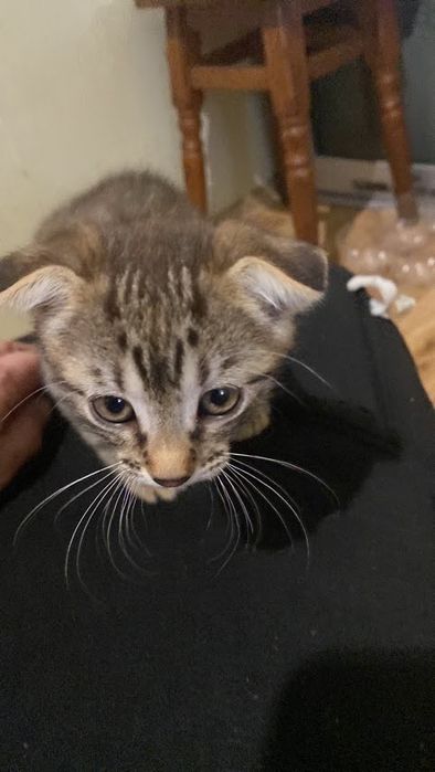 Шотланский веслоухий котик 2 месяца
