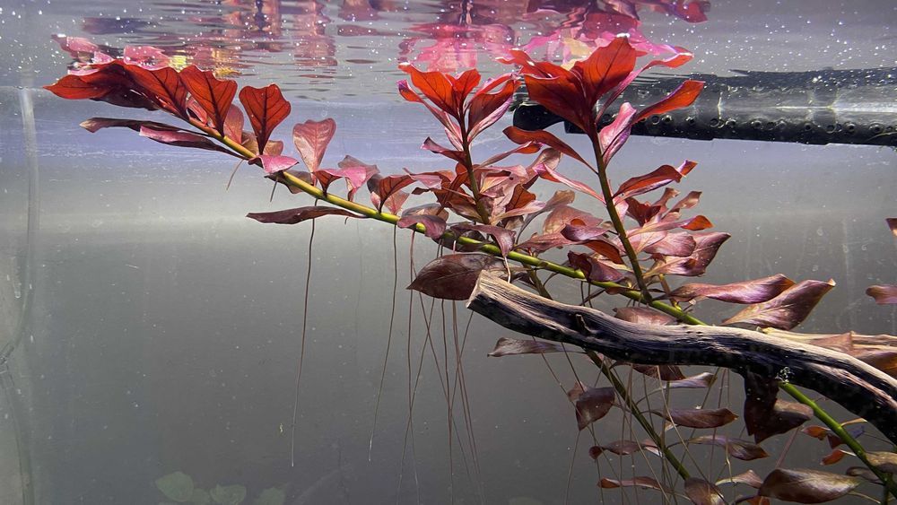 LUDWIGIA RUBIN  - duża, piękna ozdoba akwarium