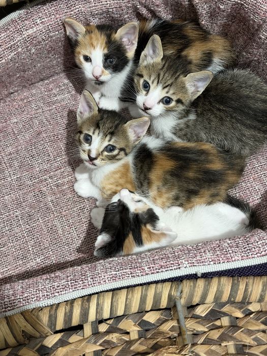 Doação responsalvel gatinhos lindos 3 femeas e 1 macho