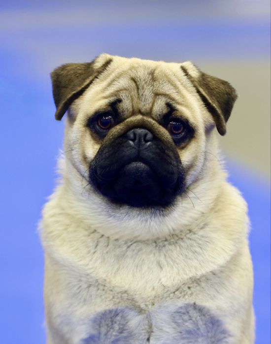 Мопс цуценя хлопчик Чемпіон України папі PDE-NN