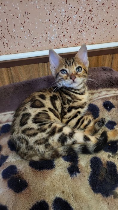 Бенгальский мальчик  wcf