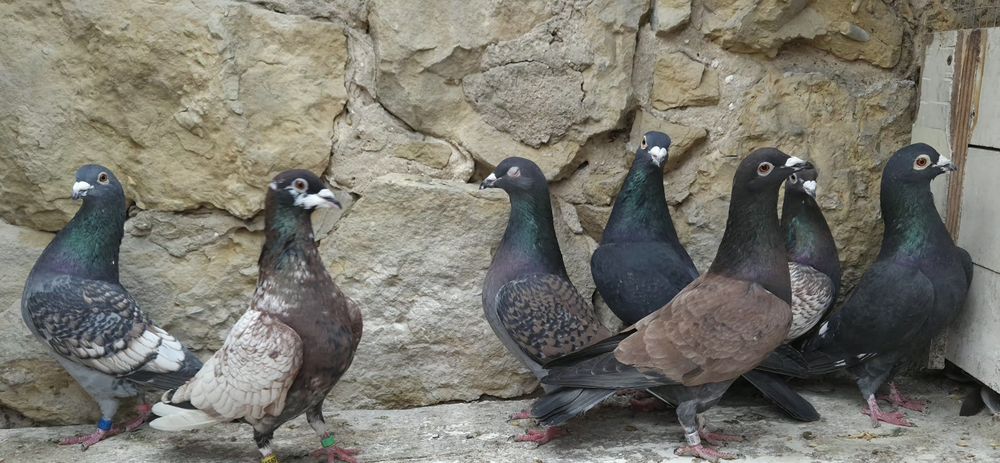 Pocztowe gołębie- toy/ frill stencill