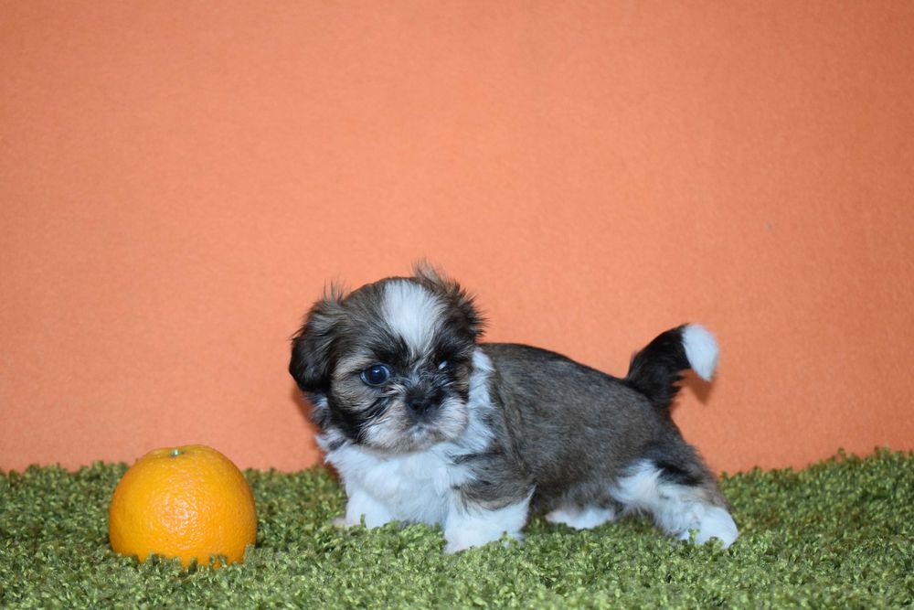 Shih tzu STITCH piesek