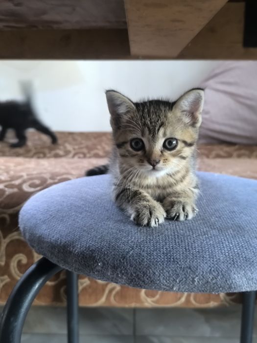 Продам породистих котенят!!!