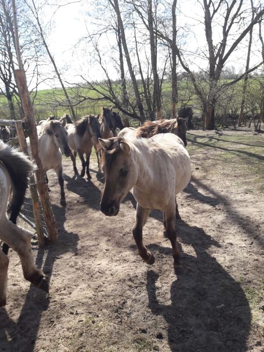 Konik Polski klaczki ogierki