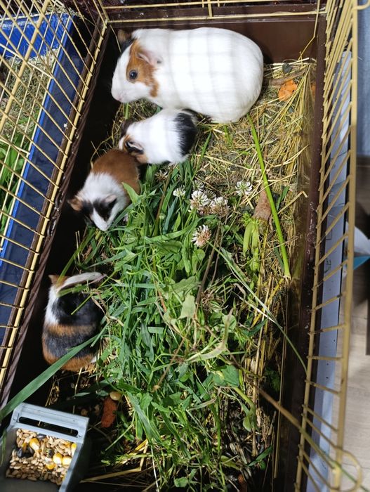 Морські свинки продам