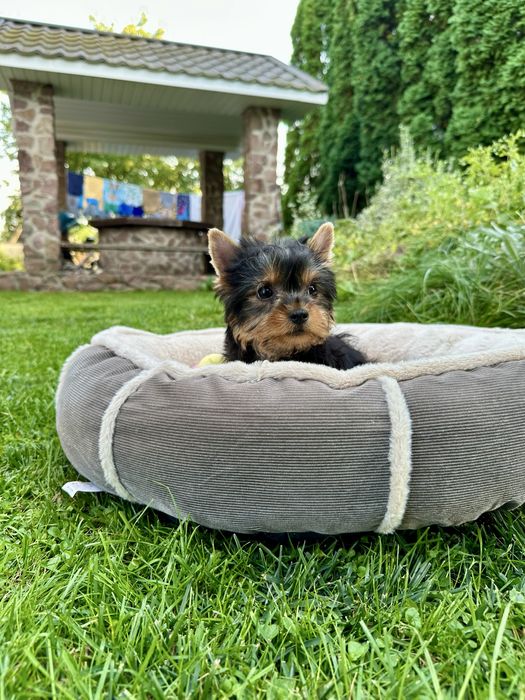 Йоркширський тер’єр дівчинка, мінімальний стандарт