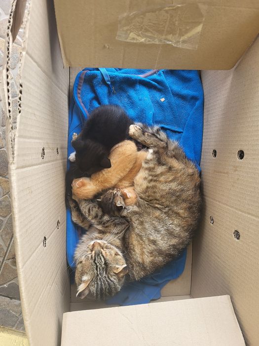 Котики метиси шотландської весловухи