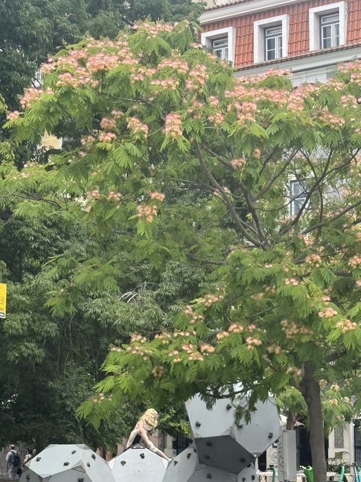 Albizia (arvore)
