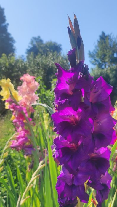 Гладиолусы сортовые,смесь сортов,