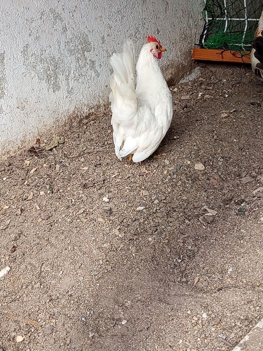 Coquiche macho para ceder