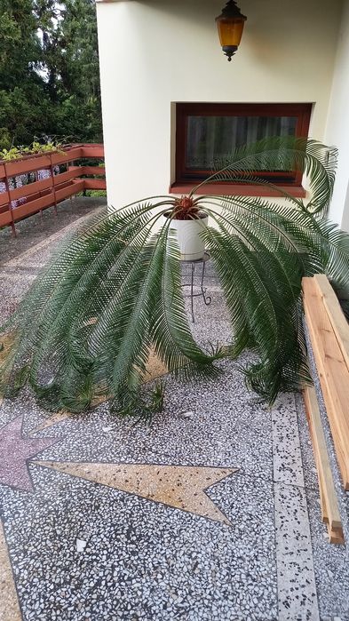 Cykas 16 letni zdrowy piekny