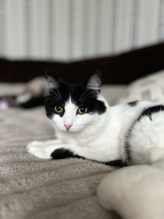 Кішка гарна ніжна стерилізована