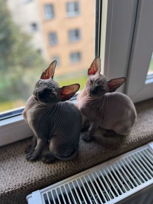 Piękny kocurek Sfinks Kanadyjski