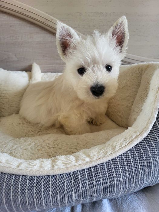 West Highland White Terrier, цуценята