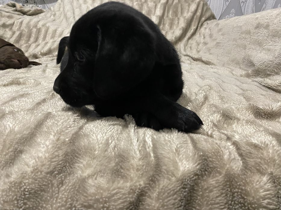 Цуценя лабрадора бронюваня