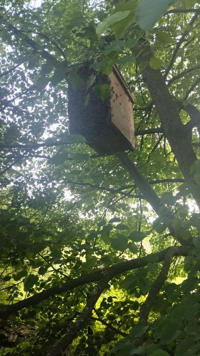 Паста(гель)для ловлі роїв.Приманка для бджіл