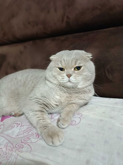 Вязка Шотландский Кот