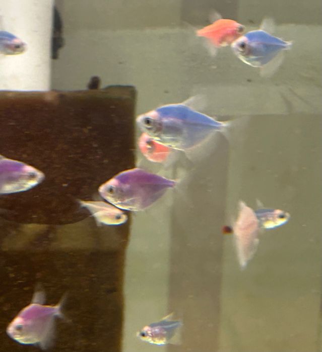 Риба акваріумна різна