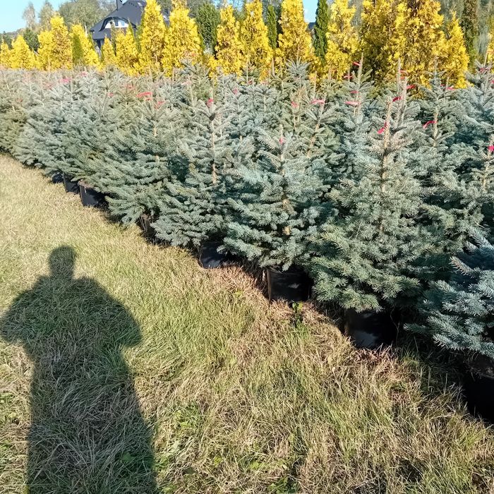 Swierk srebrny 100 140cm.jodla pospolity serbski kopane doniczka