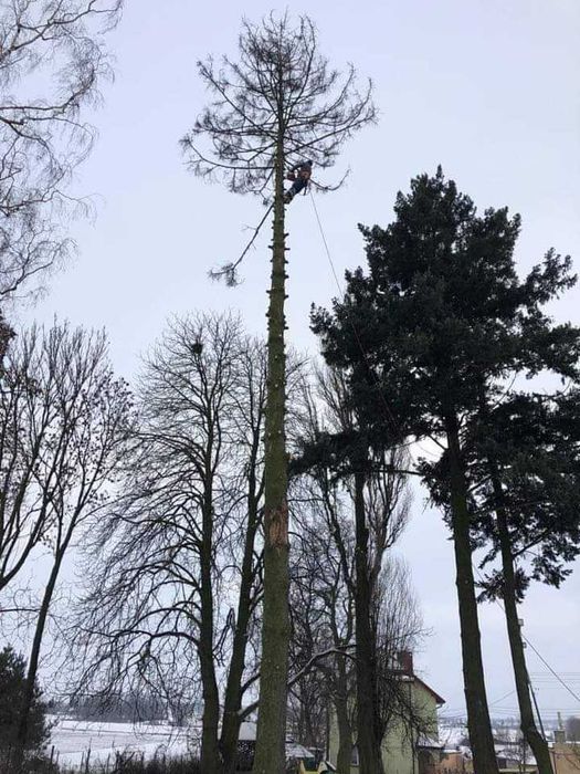 Alpinistyczna i naziemna wycinka drzew