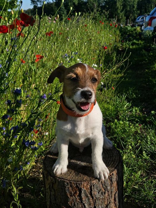 Jack Russell Therrier szczeniaki