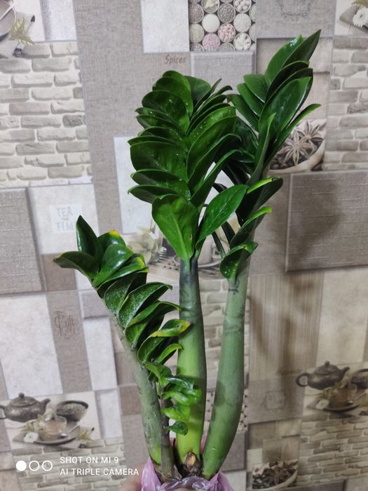 Заміокулькас-ЗЕНЗІ-