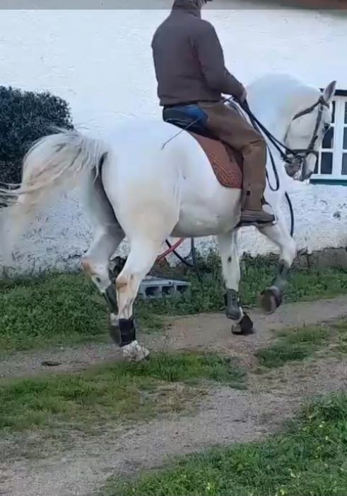 Vendo cavalo lusitano
