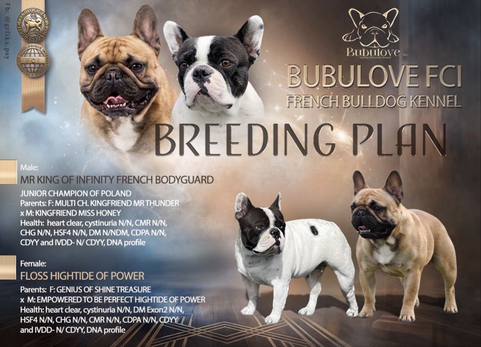 Buldog Francuski FCI/ ZkwP