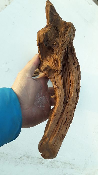 Korzeń MANGROWCA Do Akwarium Rozmiar 40-65 CM KURIER WYSYŁKA