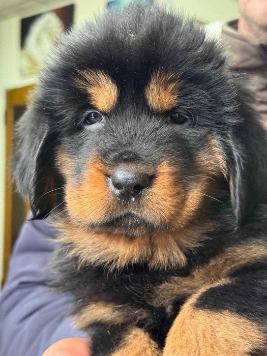 Щенки Тибетского мастифа (Девочки) из питомника