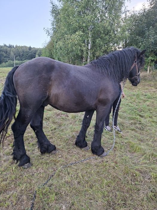 Sprzedam ogiera zimnokrwistego
