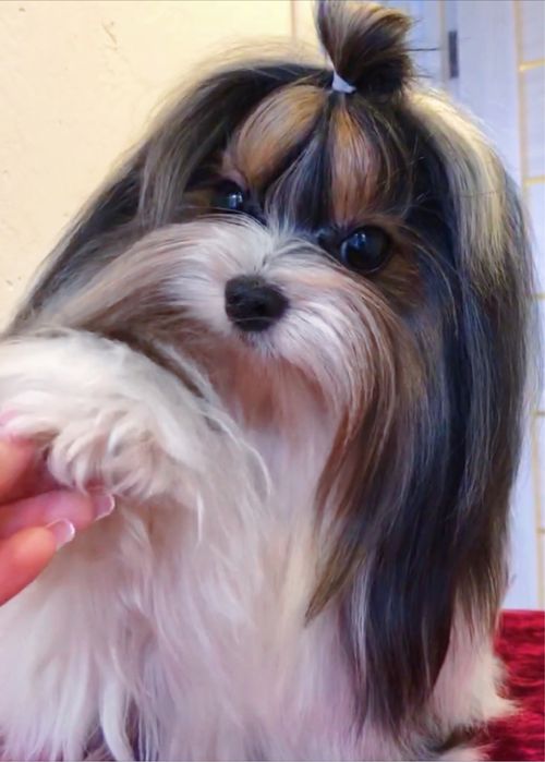 Шикарный мальчик бивер Йорк для вязок