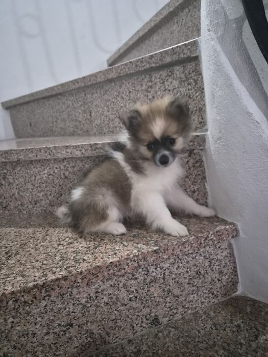 Spitz alemão macho