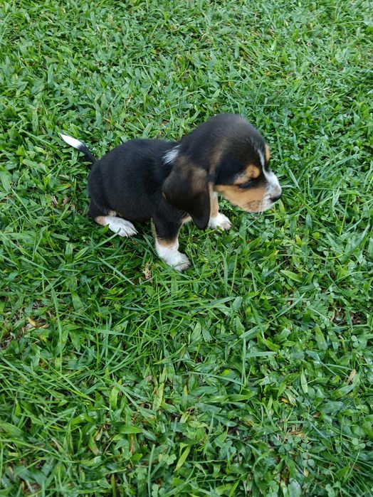 Beagle macho belíssimo