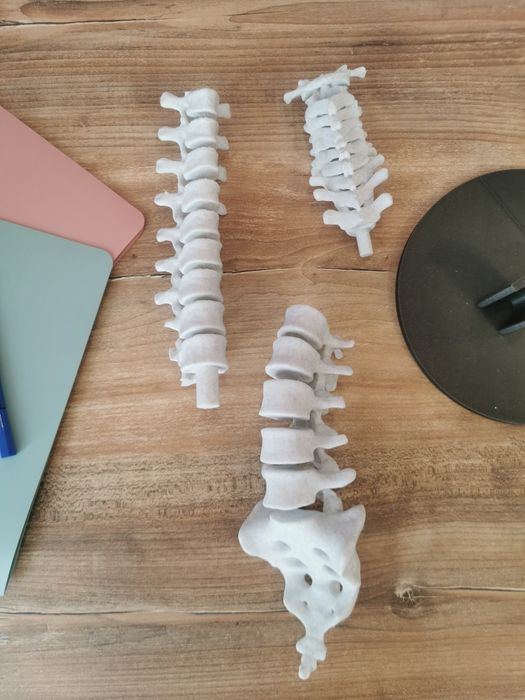 Anatomiczny kręgosłup człowieka