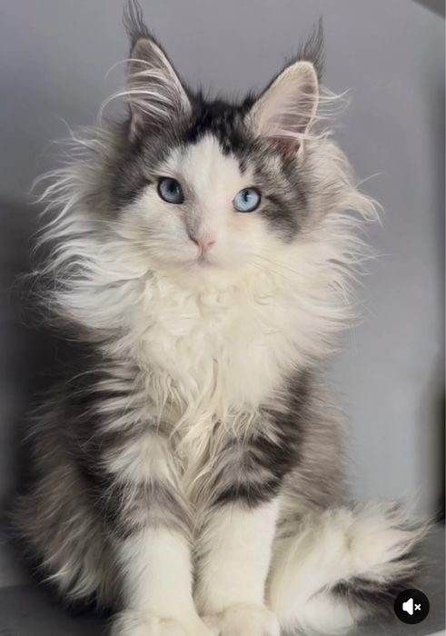 Самые красивые Мейн Куны с голубыми глазами. Девочка. Полидакт!