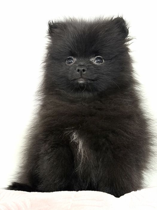 Pomeranian - szpic miniaturowy