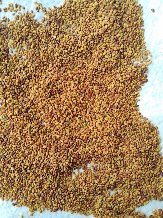 Mieszanki traw Życica Kupkówka Festulolium Kostrzewa Lucerna Koniczyna