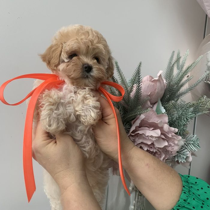 Затишок і ніжність у домі з Мальтіпу F1