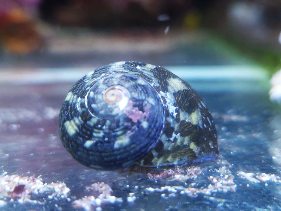 Ślimak morski Turbo sp. Akwarystyka Morska Poznań ReefHouse