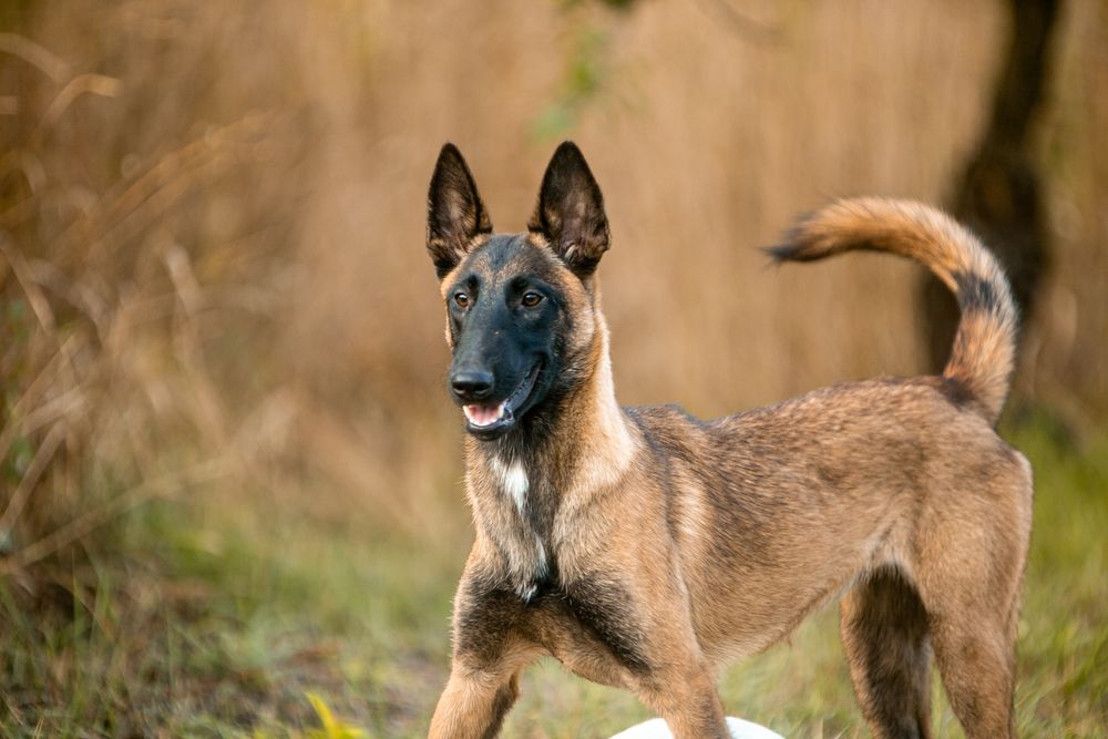 Бельгийская овчарка малинуа