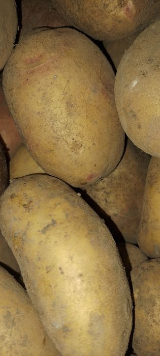 Картопля харчова!