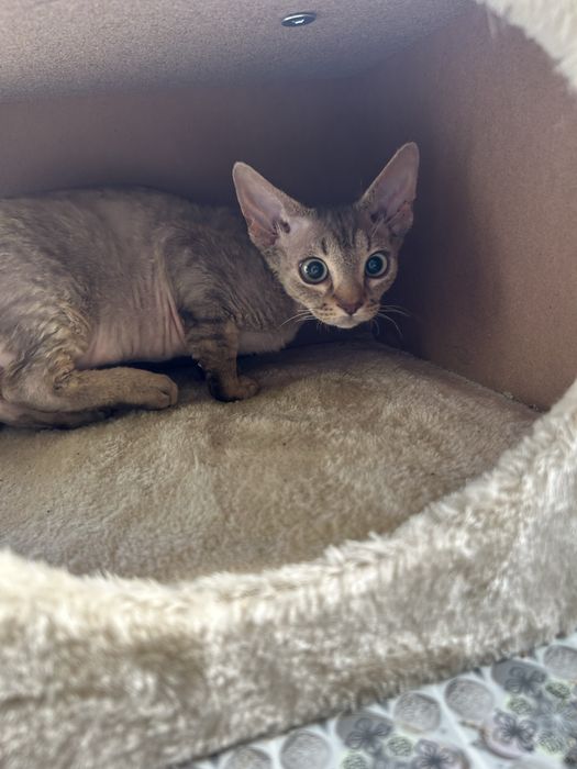 Słodki kocurek Devon Rex